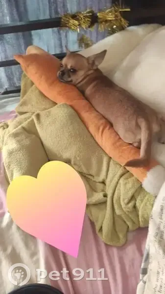 Пропала рыжая чихуахуа, ул. Оборонная - photo