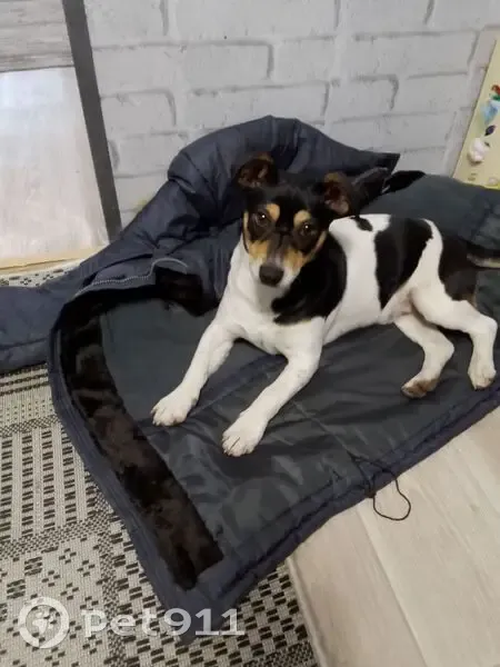 Пропала собака, 1-я линия 7, Арзамас - photo