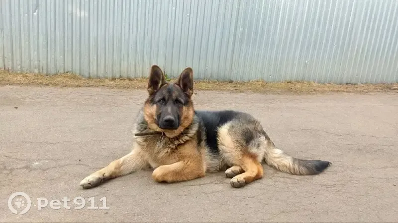 Пропала собака, Пушкинская ул. 37, Пушкино - photo