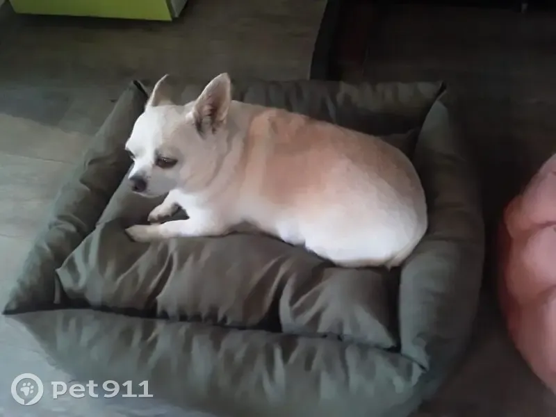 Пропала собака на Плеханова, 18, Москва - photo