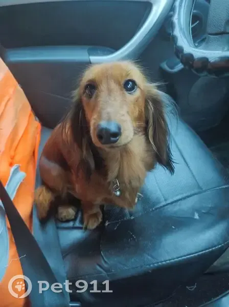 Пропала такса, ул. Щорса, 50, Балаково - photo