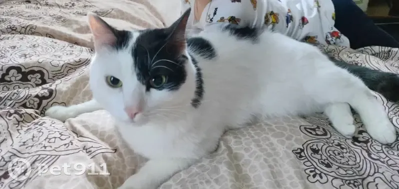 Пропала кошка, Химки, МО - photo