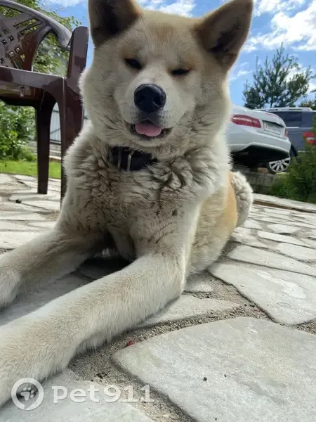 Пропала собака в Болтино, Осташковское ш. - photo
