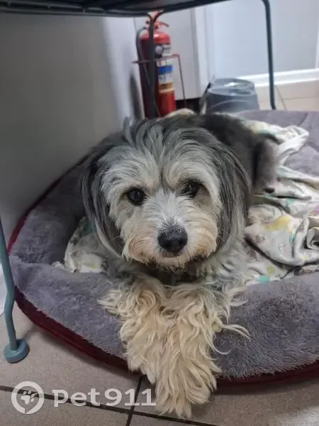 Пропала собака, Кузнецовская ул., СПб - photo