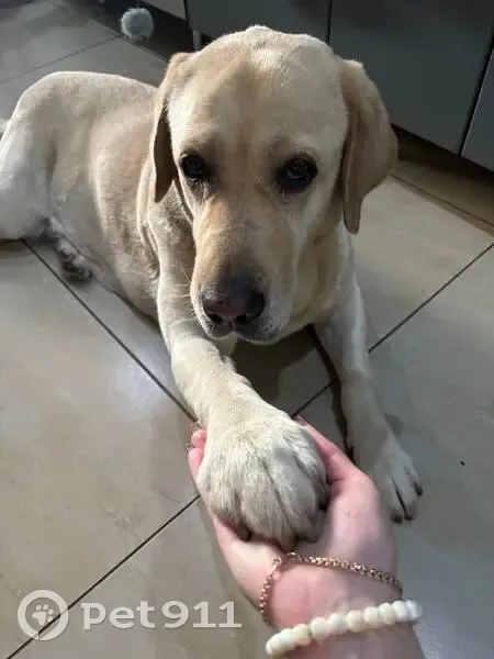 Пропала собака Персик, ул. Героев Хасана, 20 - photo