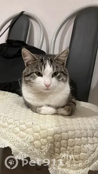 Пропала кошка, 2-я Ненаглядная ул., Ростов-на-Дону - photo