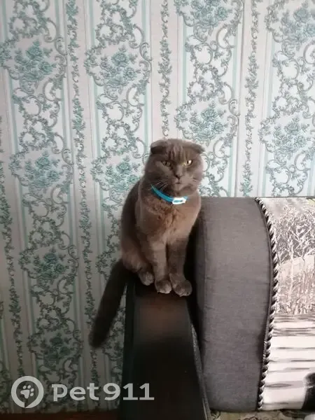 Пропала кошка, Школьная 23, Олонец - photo