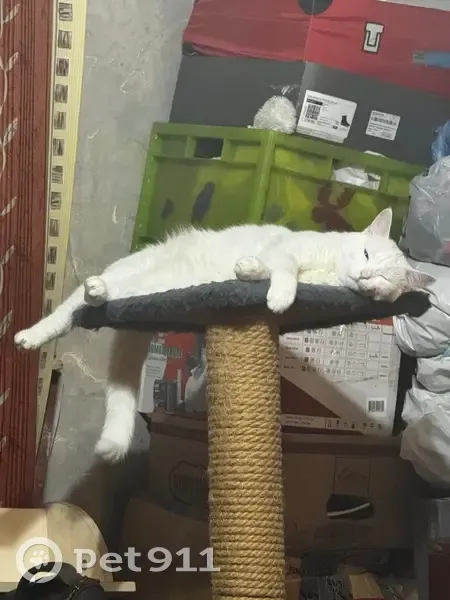 Пропала кошка, Таллинская ул., 13 к3 - photo