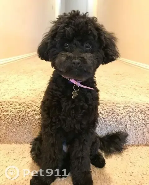 Пропала собака на Окской, 36 к4, Москва - photo