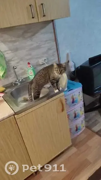 Пропала кошка, ул. Бурчак-Абрамовича, 83 - photo