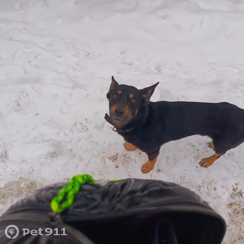 Найдена собака, Самарская область - photo