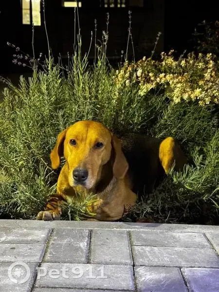 Пропала гончая, ул. Саровского, 69, Воронеж - photo