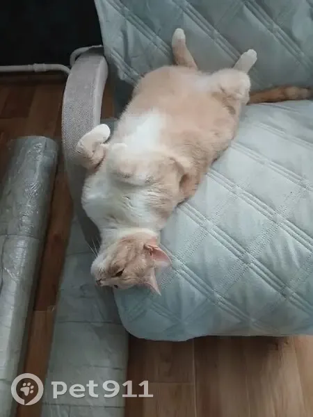 Пропала кошка в 6-7 мкр, Элиста, 10 - photo