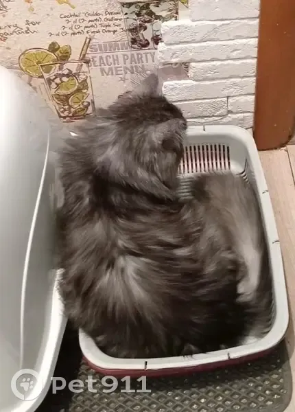 Найдена кошка, ул. Зорге, 18 к3, Москва - photo