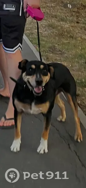 Пропала собака, переулок Гастелло, Динская - photo