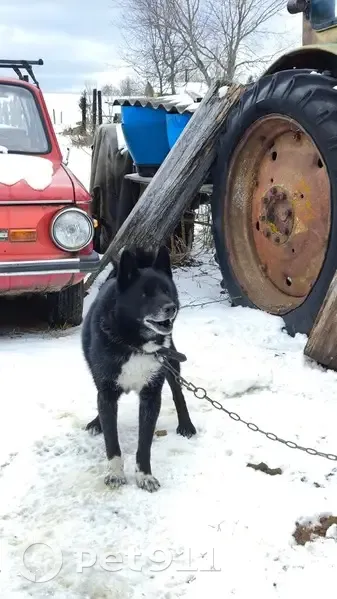 Пропала собака у мелькомбината, Котлас - photo