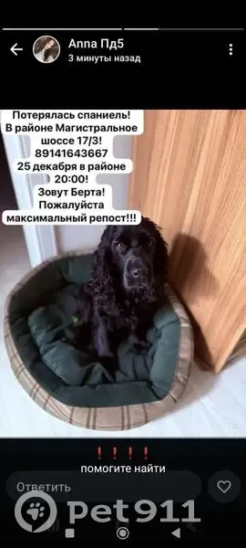 Пропала собака, Магистральное шоссе - photo