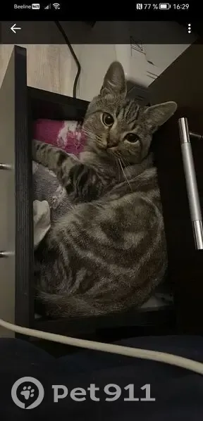 Пропала кошка, ул. Героев Малой Земли - photo