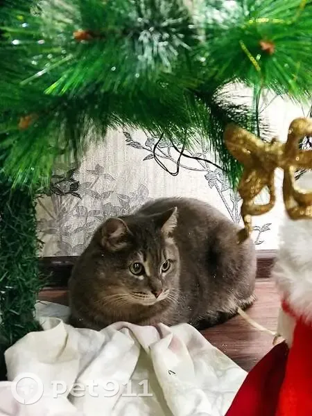 Пропал серый кот, ул. Пушкина, 28 - photo