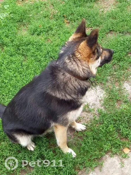 Пропала собака, г.о. Рассказово, Тамбовская обл. - photo