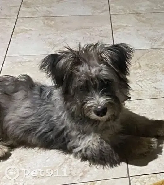 Пропала собака, ул. Братьев Баян, 1 - photo