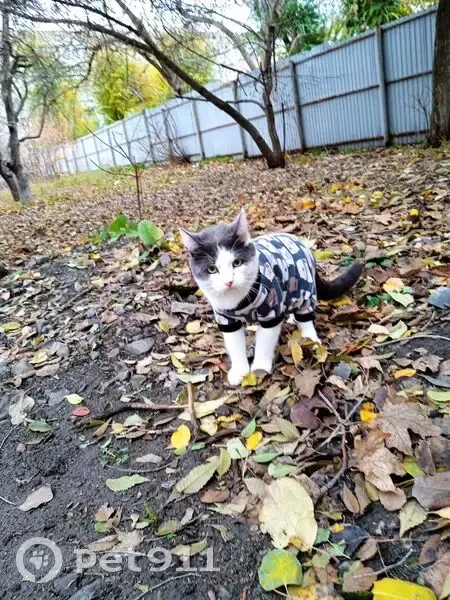 Пропал кот, Саратов, ул. Зои Космодемьянской - photo