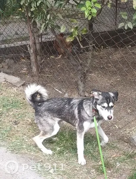 Собака найдена: ул. Яна Полуяна, Краснодар - photo