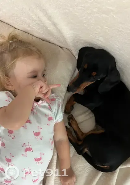 Пропала такса на Красной улице, 50 - photo