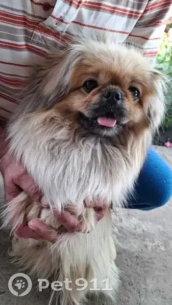 Пропала собака, ул. Молодогвардейцев - photo