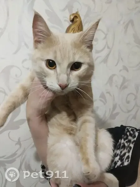 Пропала кошка, 1-й Рабочий пер., 10, Ульяновск - photo