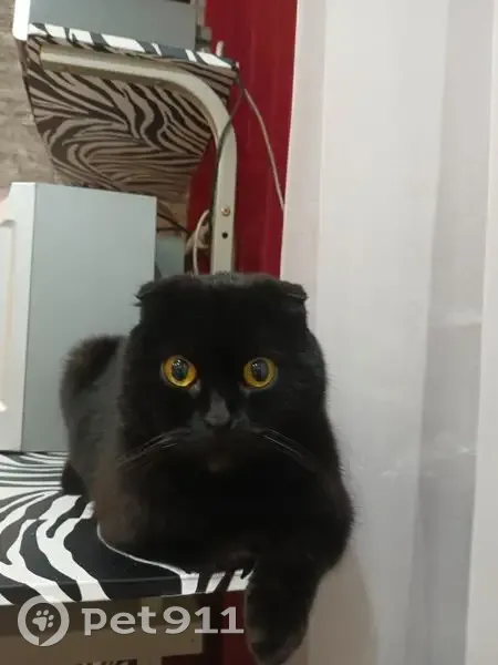 Пропал черный кот, Пригородная 4, Кинешма - photo