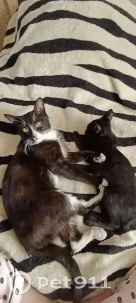 Пропал кот, Омск, 12-я Балтийская, 33 - photo