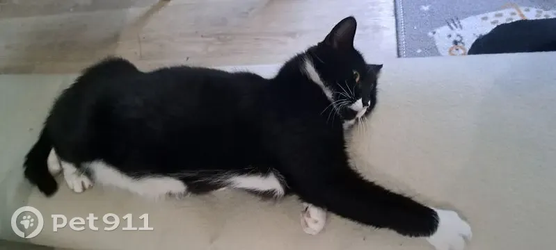 Пропала кошка: Заневский пр., 69, СПб - photo