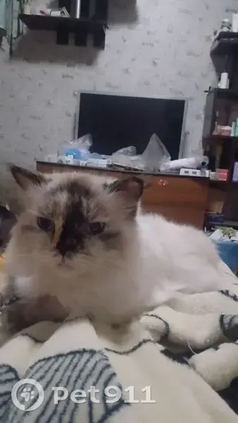 Пропала кошка Кики, пр. Жукова 33/1, СПб - photo