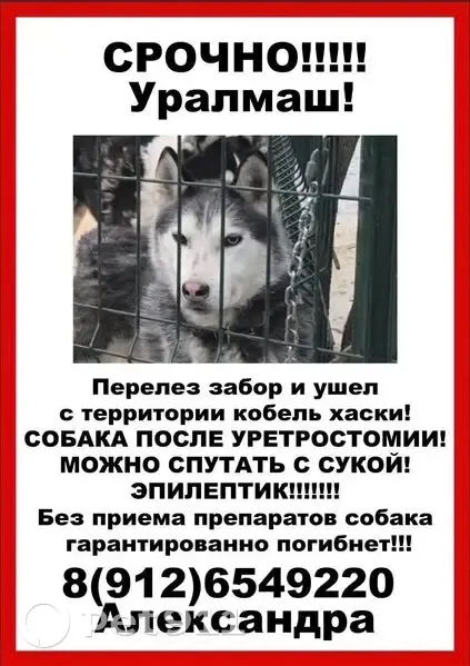 Пропала собака, пр. Космонавтов 2Г, Екб - photo