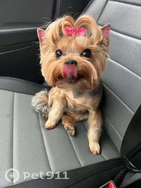 Пропала йоркширка, Перекопская 13, Самара - photo