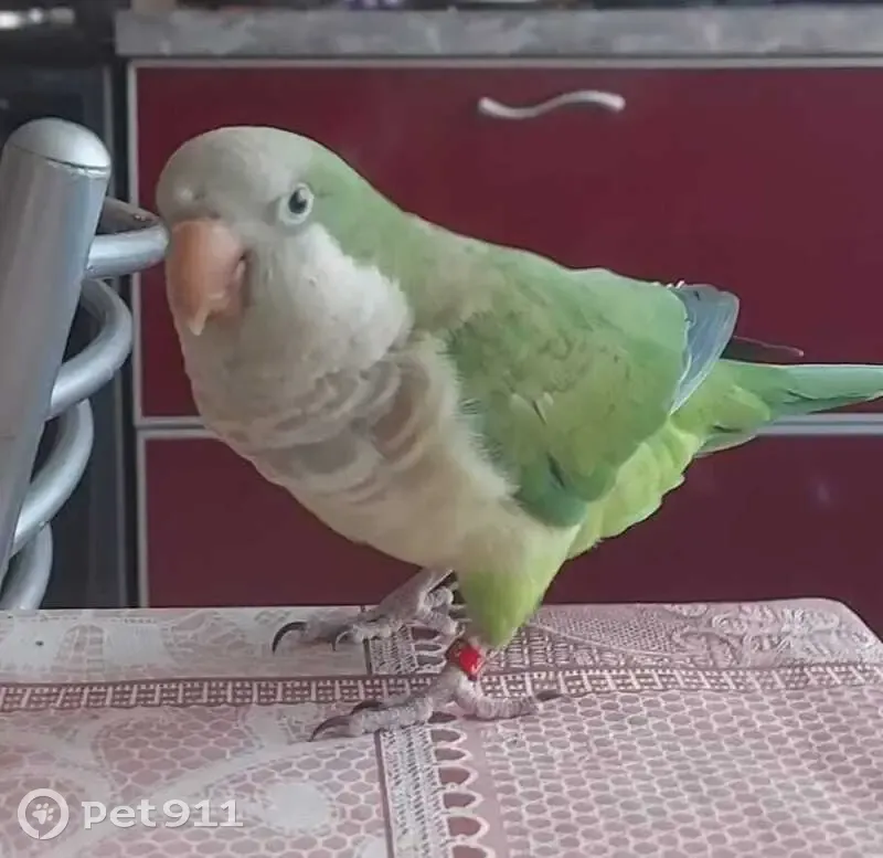 Пропала птица, Днепровский пер. 124Г - photo