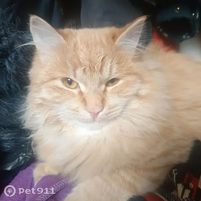 Пропала кошка, 2-я Геологическая, Крск - photo