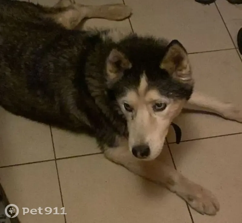 Пропала собака: 58К-334, Лавры - photo