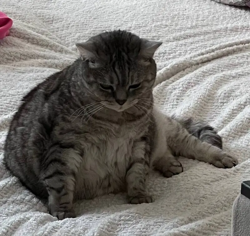 Пропала кошка, Романовская 23, Глухово - photo