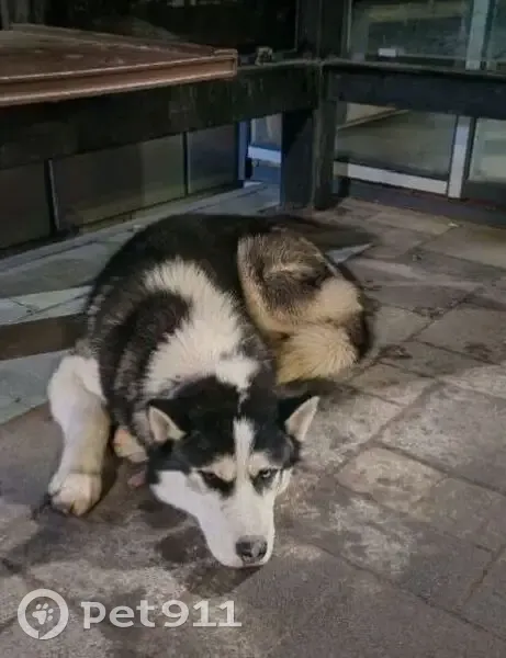 Пропала собака, Московская ул., Липецк - photo