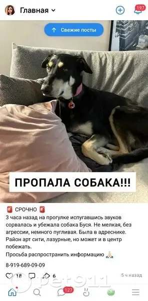 Пропала собака, Казань, 8-919-689-09-09 - photo