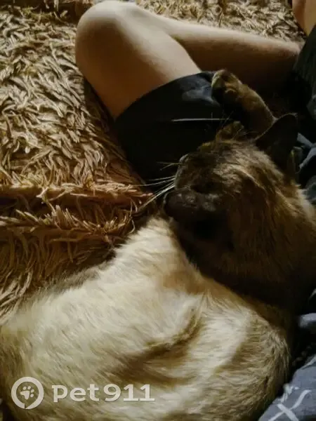 Пропала сиамская кошка, Выгоничи, Брянск - photo