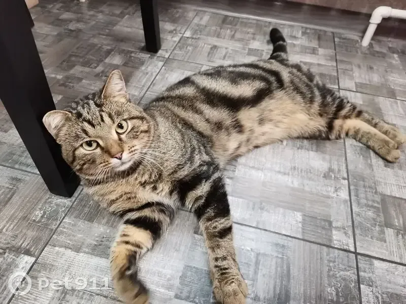 Пропала кошка Лёва, 70К-360, Шахтёрское - photo