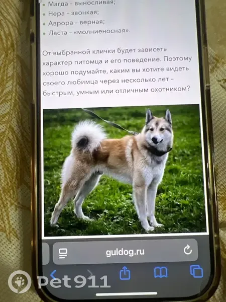 Пропала собака в Сукко, Краснодарский край - photo