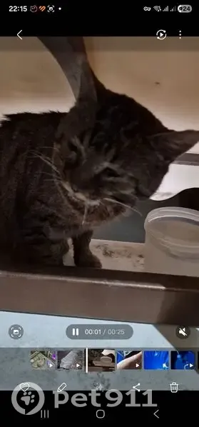 Пропала кошка, пл. Добровольского, Ростов - photo