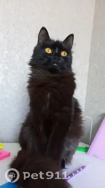 Пропала чёрная кошка, ул. Полевая, Трудобеликовский - photo