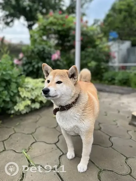 Пропала собака на ул. Дундича, 22 - photo