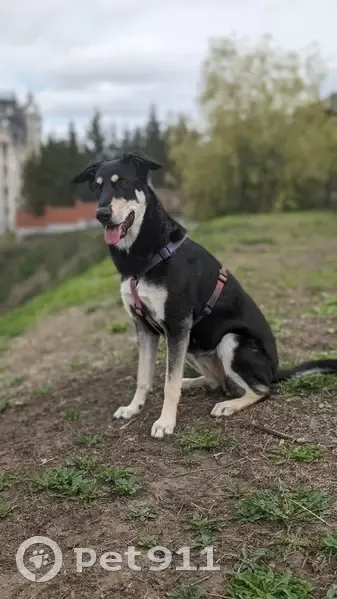 Пропала собака, Казань, пр. Камалеева, 1 - photo