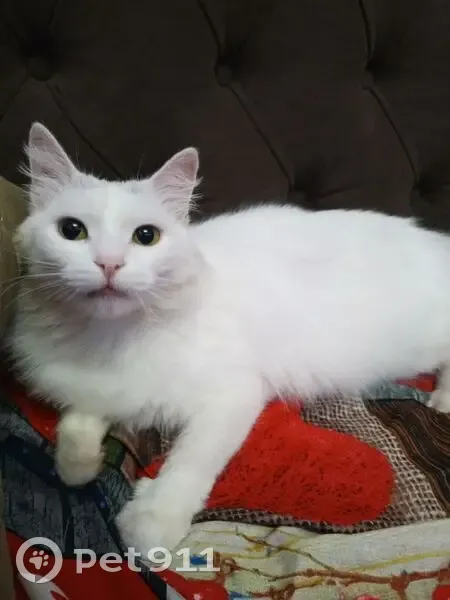 Пропала кошка Сасиса, Красноармейская 160 - photo